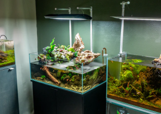 Top Planted Tank Trends of 2025